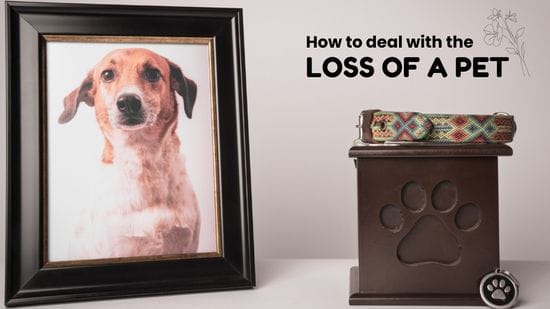 How to deal with the loss of a pet